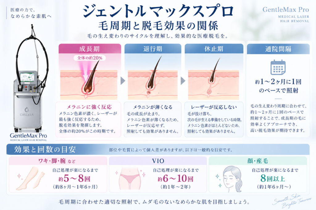 ジェントルマックスプロの毛周期と脱毛効果の関係｜成長期・退行期・休止期