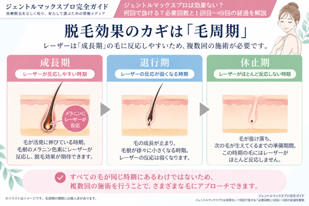 ジェントルマックスプロの脱毛効果と毛周期｜成長期・退行期・休止期
